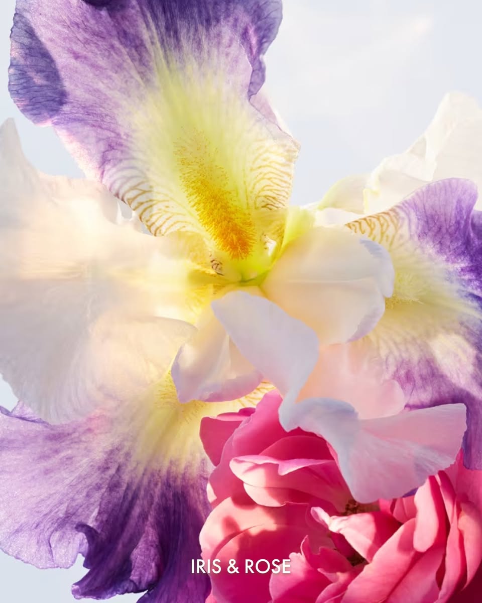 BVLGARI Omnia Amethyste fragrance notes