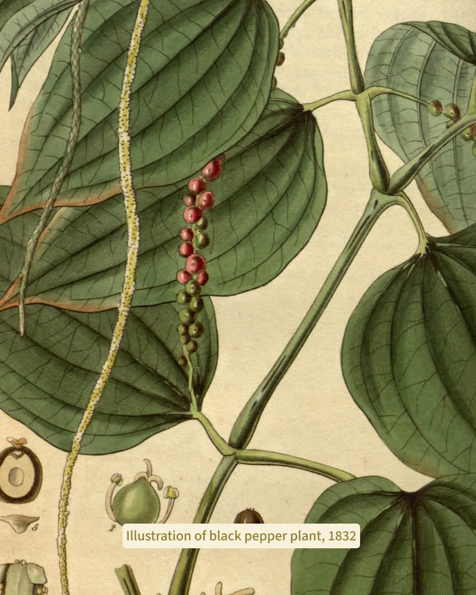 Botanical illustration of black pepper plant, 1832