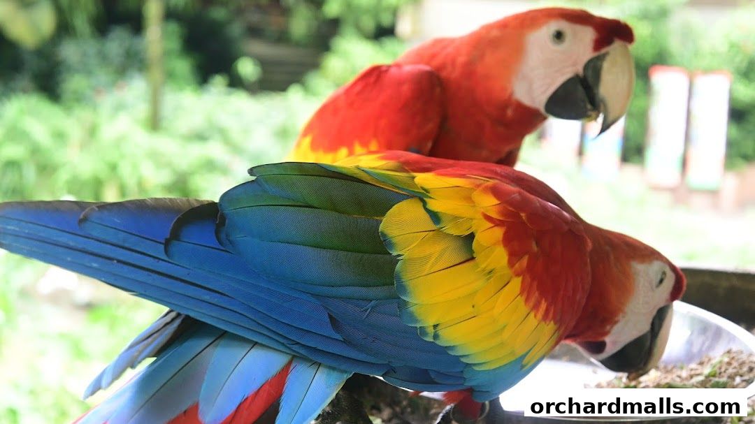 Allan Cheng Photographer