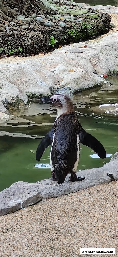 Allan Cheng Photographer