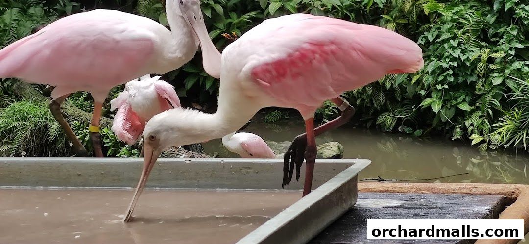 Allan Cheng Photographer