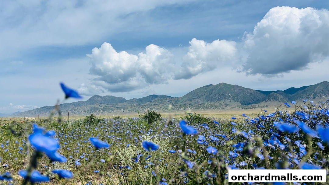 A field of vibrant blue wildflowers with mountains and clouds in the background.