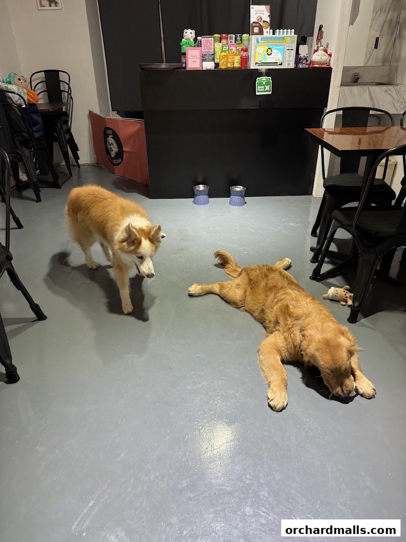 Two dogs relax on the floor of a cafe with a counter in the background.
