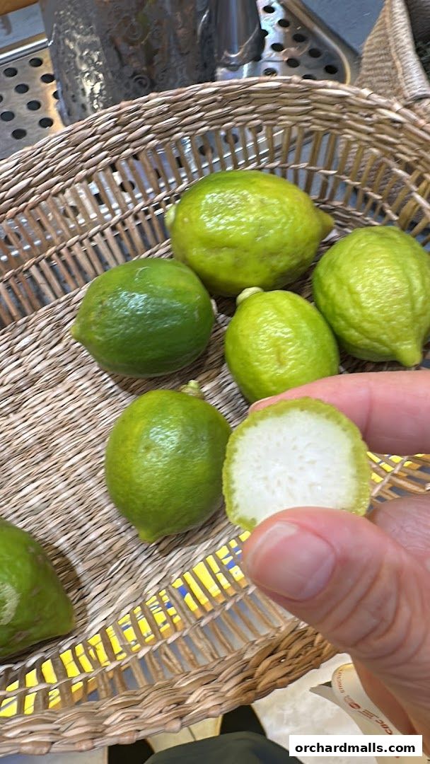 DAKOTEA  Taste Orchard  麒麟大口茶 乌节路