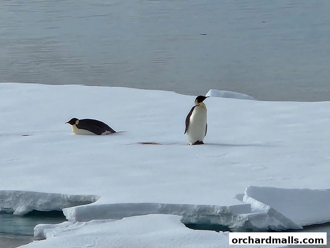 Dynasty Travel International Pte Ltd