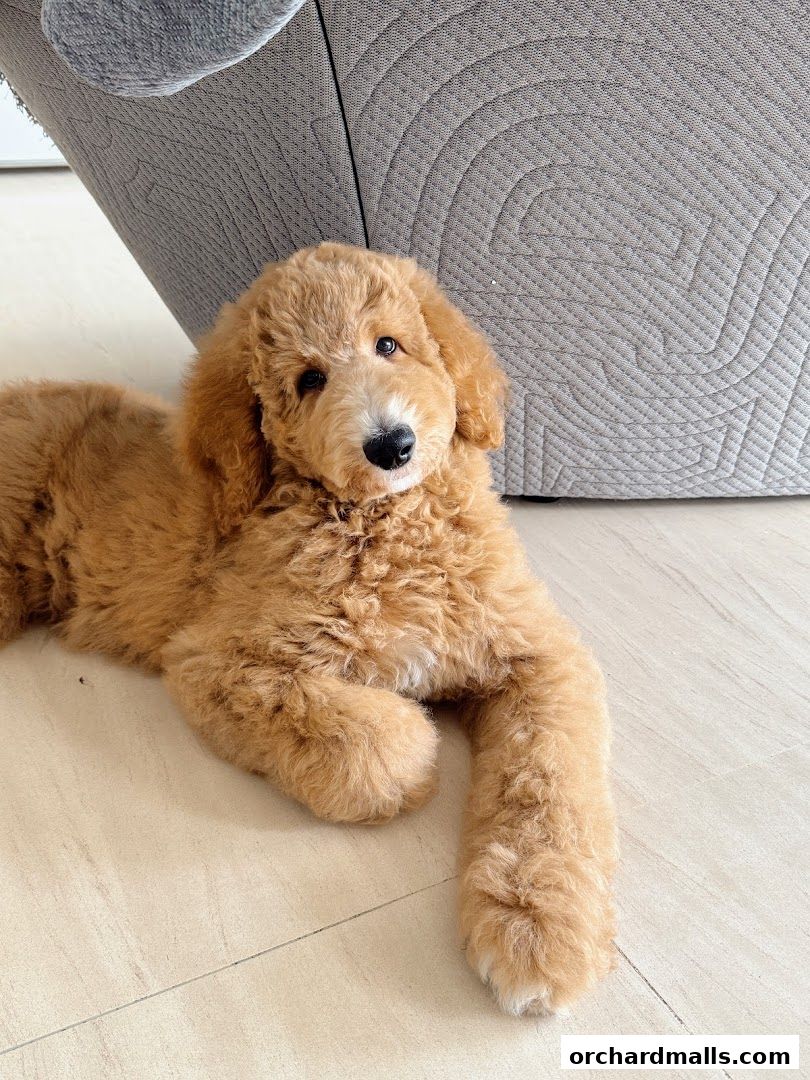 FUR A Vetreska Pet Store The Cathay store