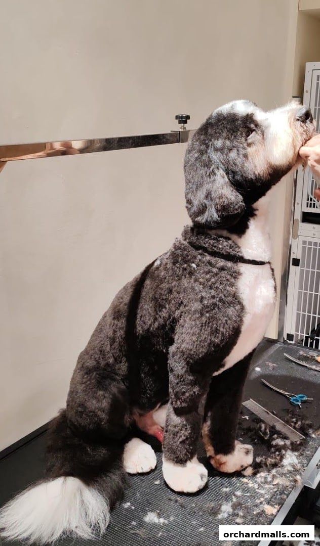 FUR A Vetreska Pet Store The Cathay store