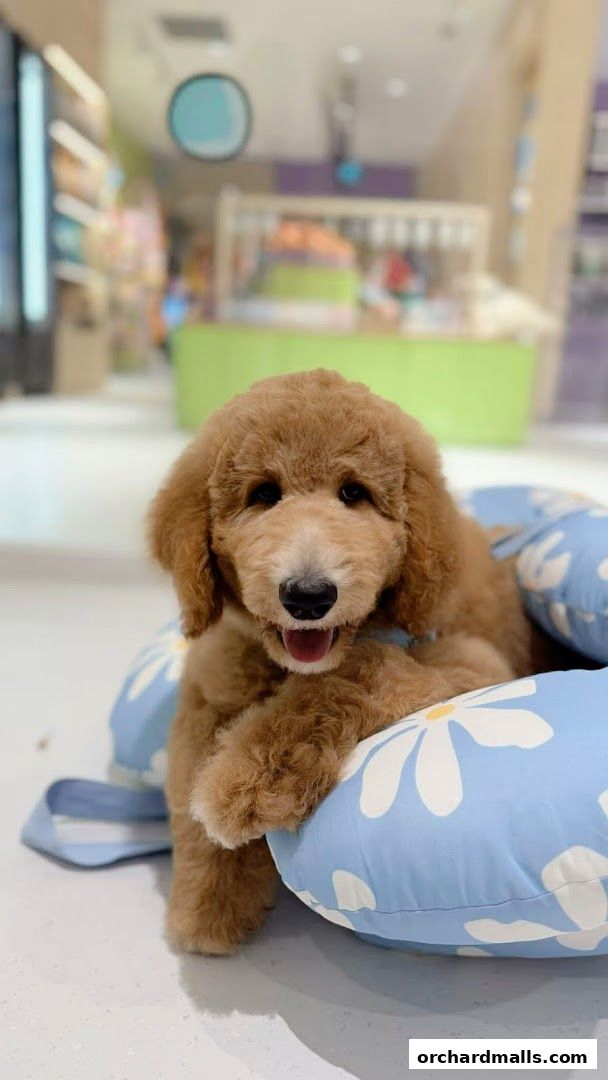 FUR A Vetreska Pet Store The Cathay store