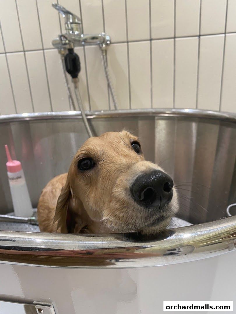 FUR A Vetreska Pet Store The Cathay store