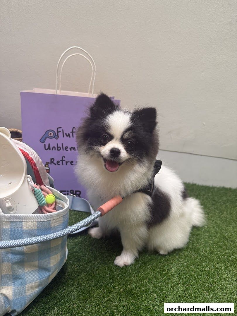 FUR A Vetreska Pet Store The Cathay store