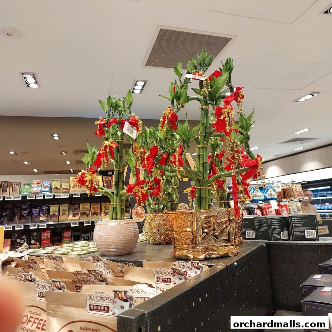 Lucky bamboo plants decorated with red ribbons and gold beads are displayed in decorative pots.