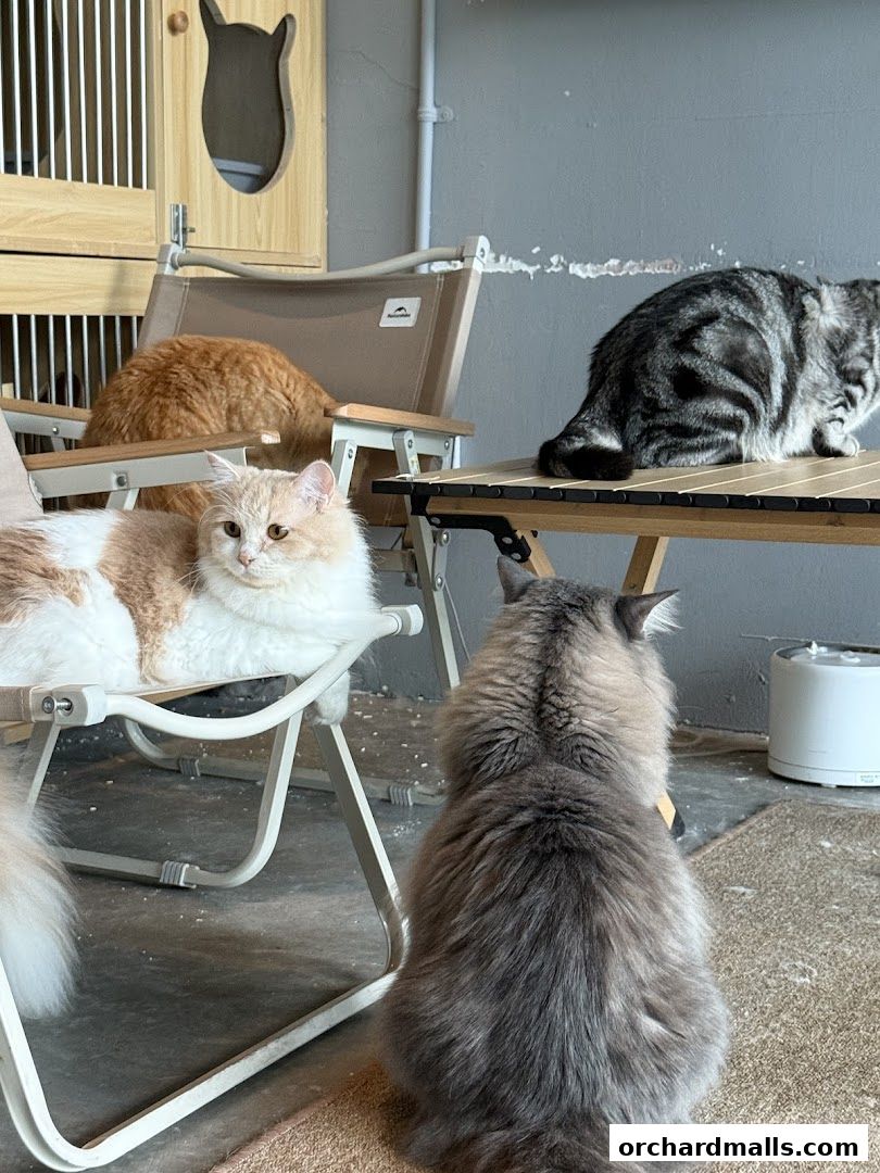 ME Cafe  Games - Orchard