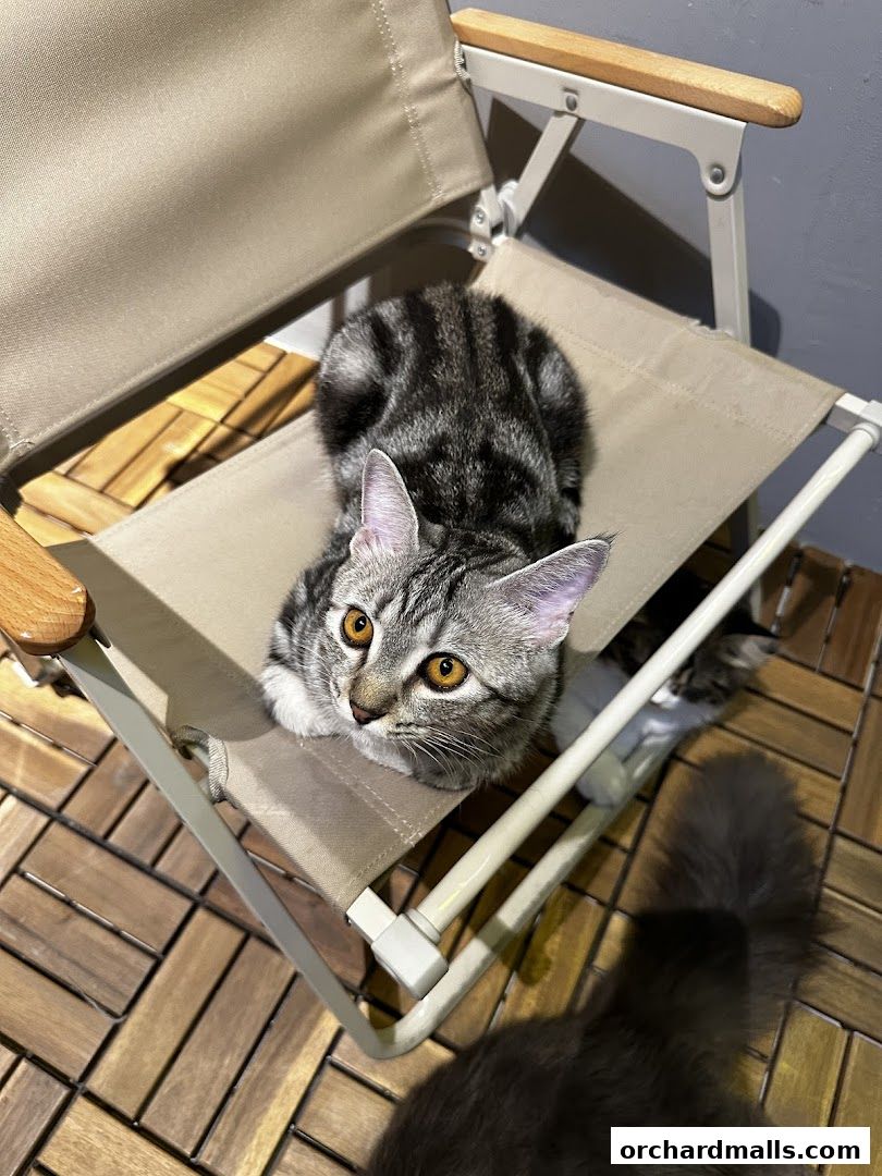 ME Cafe  Games - Orchard