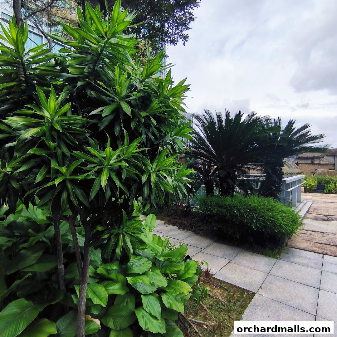 Orchard Central Rooftop Garden