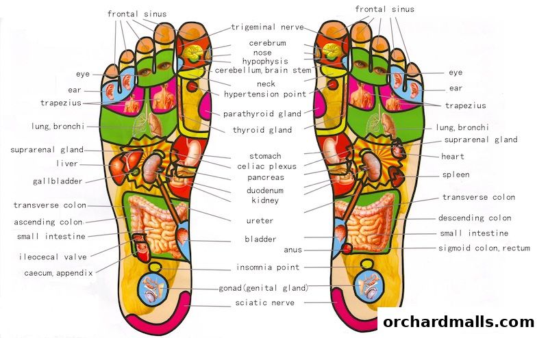 A diagram illustrating reflexology points on the soles of the feet.