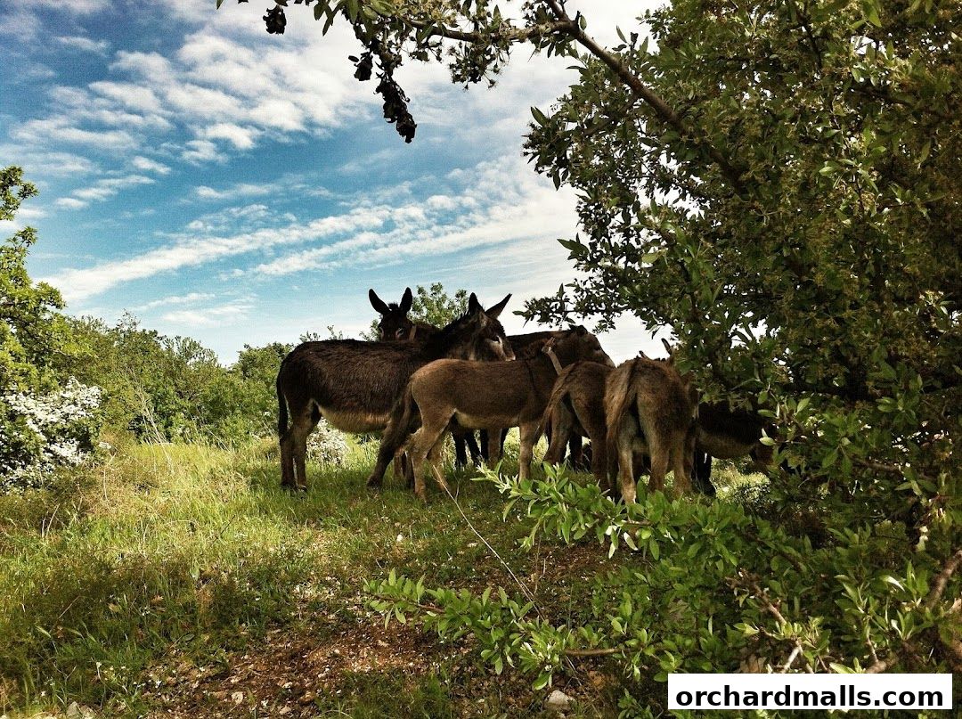 A herd of donkeys grazing in a grassy field under a tree.