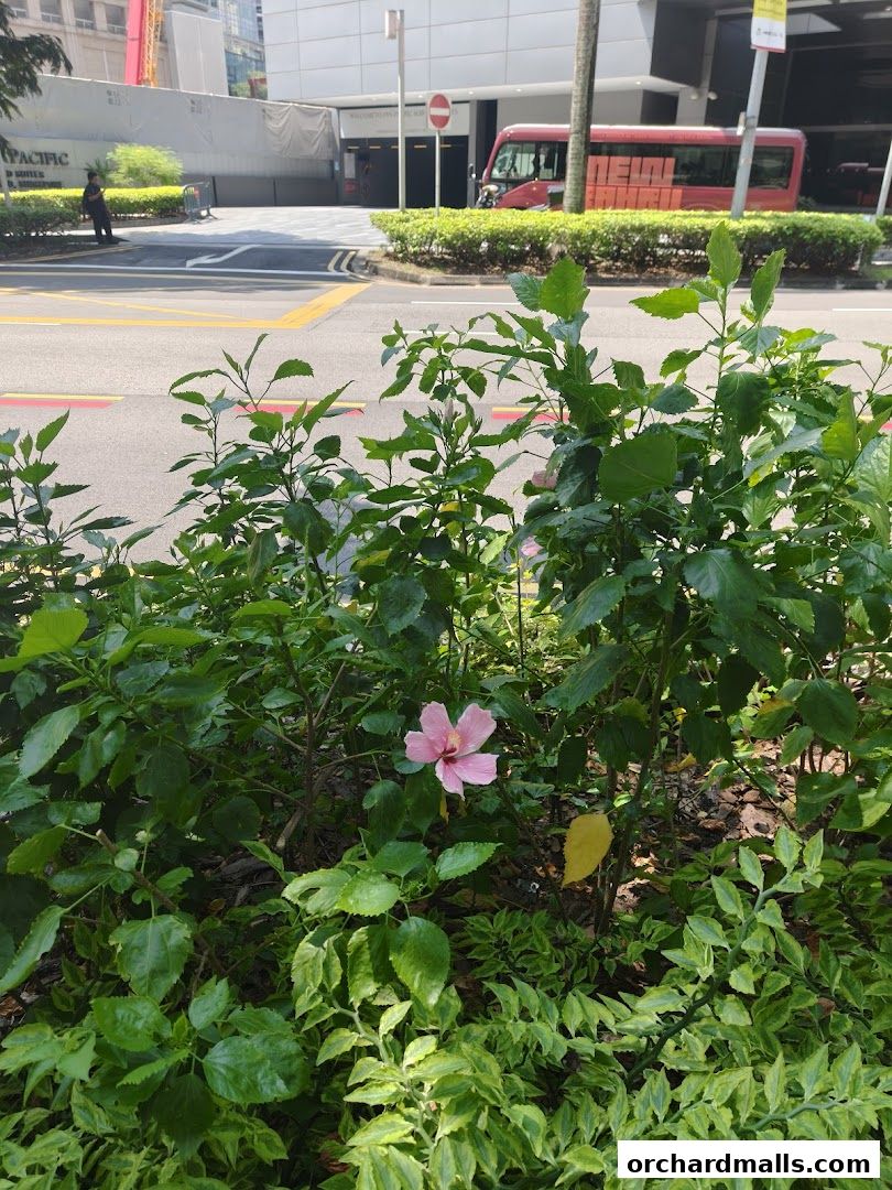 Singtel Service Serv  the Centrepoint