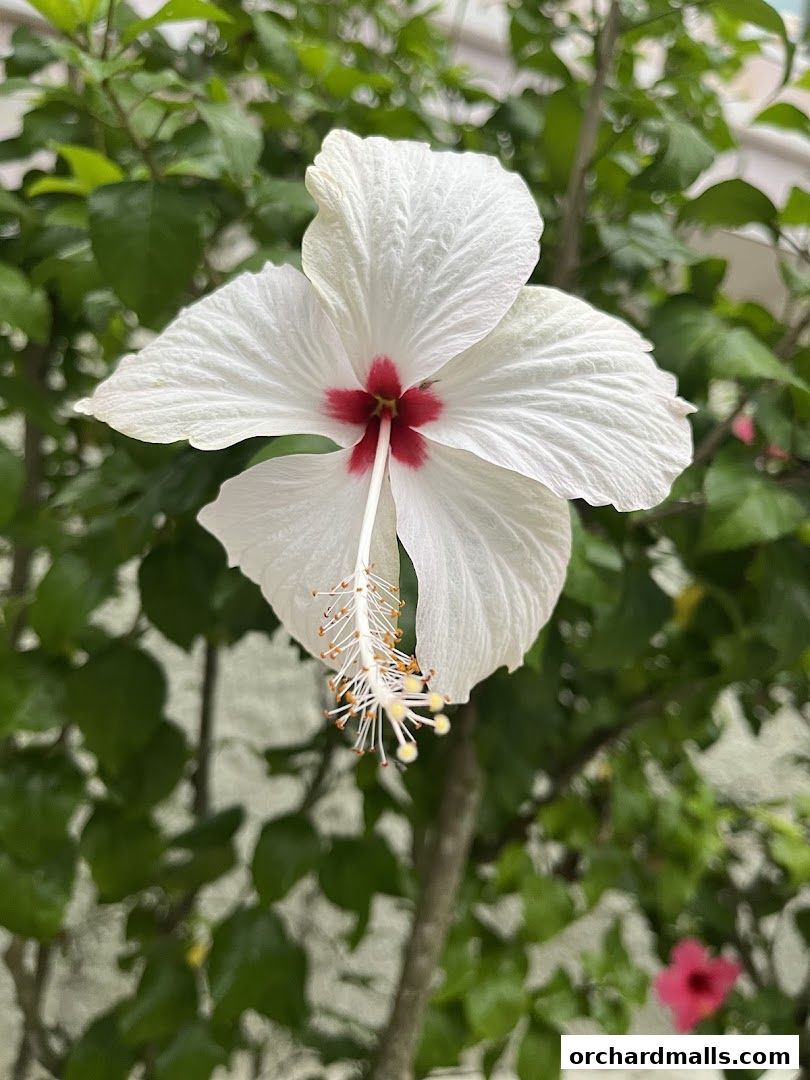 The Hearing Centre - Hearing Aids in Orchard, Singapore