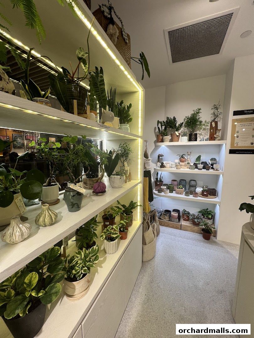 A well-lit shop interior displaying a variety of potted plants and decorative items on shelves.