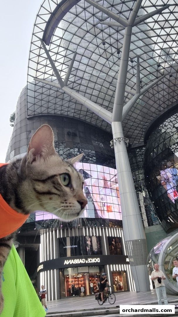 A cat in an orange shirt looks out at a modern building with a glass roof and storefronts.
