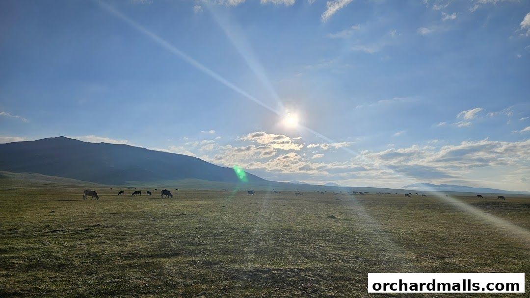 Cows grazing in a vast, sun-drenched meadow with rolling hills.