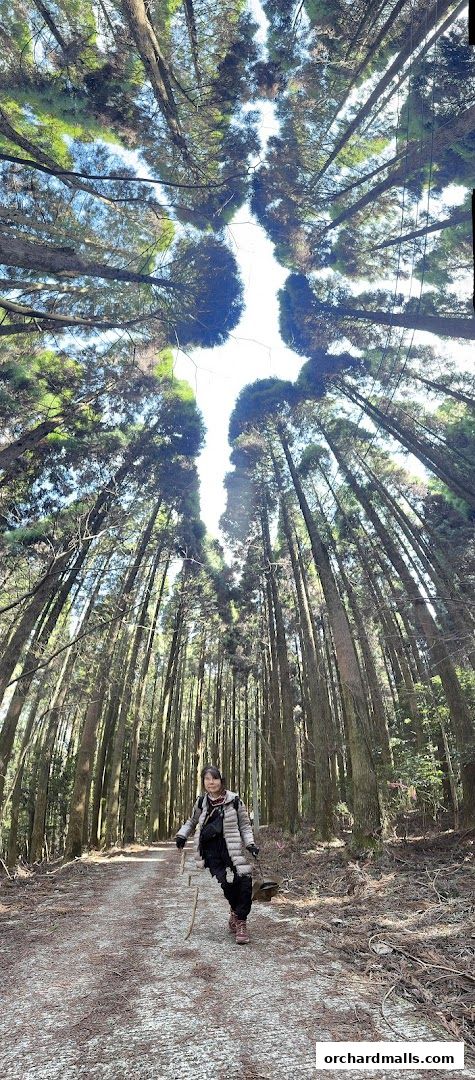 A person walks on a path through a tall forest with the camera looking up.
