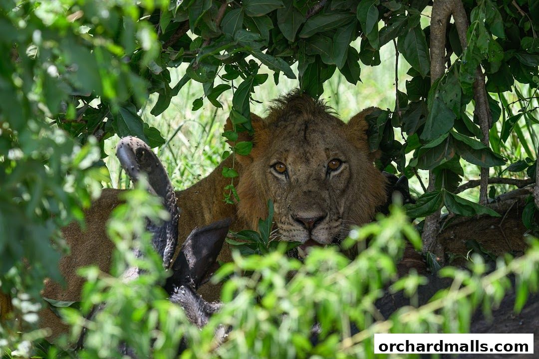 A lion rests under the shade of trees, partially obscured by foliage.