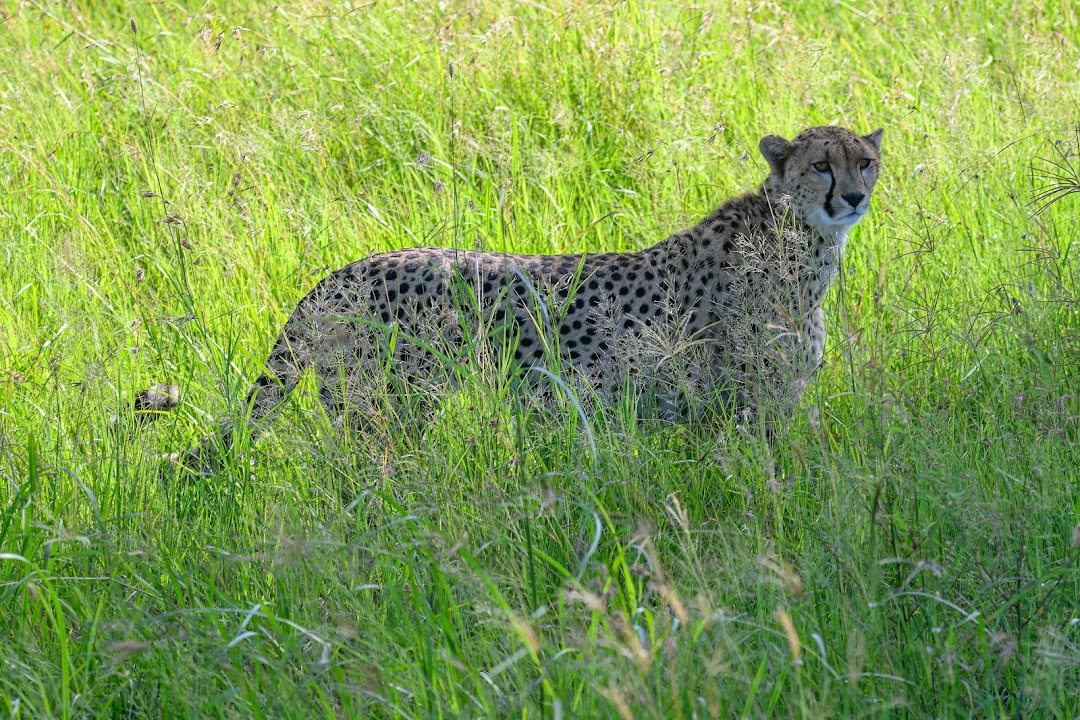 TLC Adventure Tours Pte Ltd