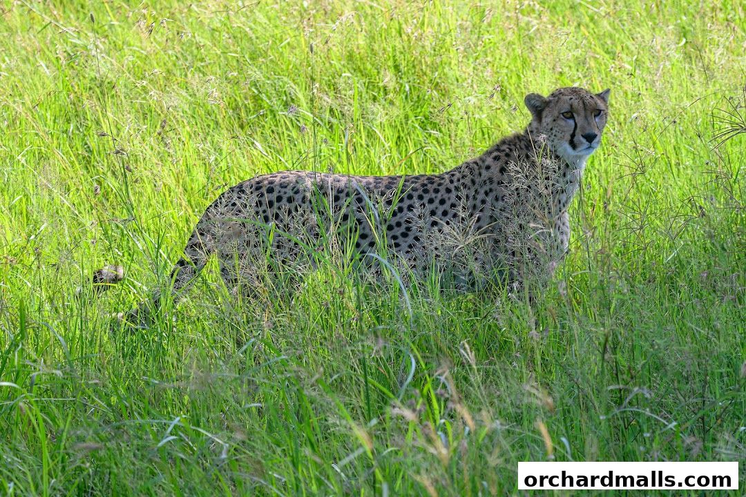 A cheetah stands alert in tall green grass, its spotted coat visible.