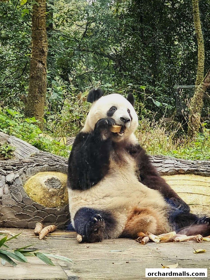 A giant panda sits on a log, eating a piece of food in a lush green forest.