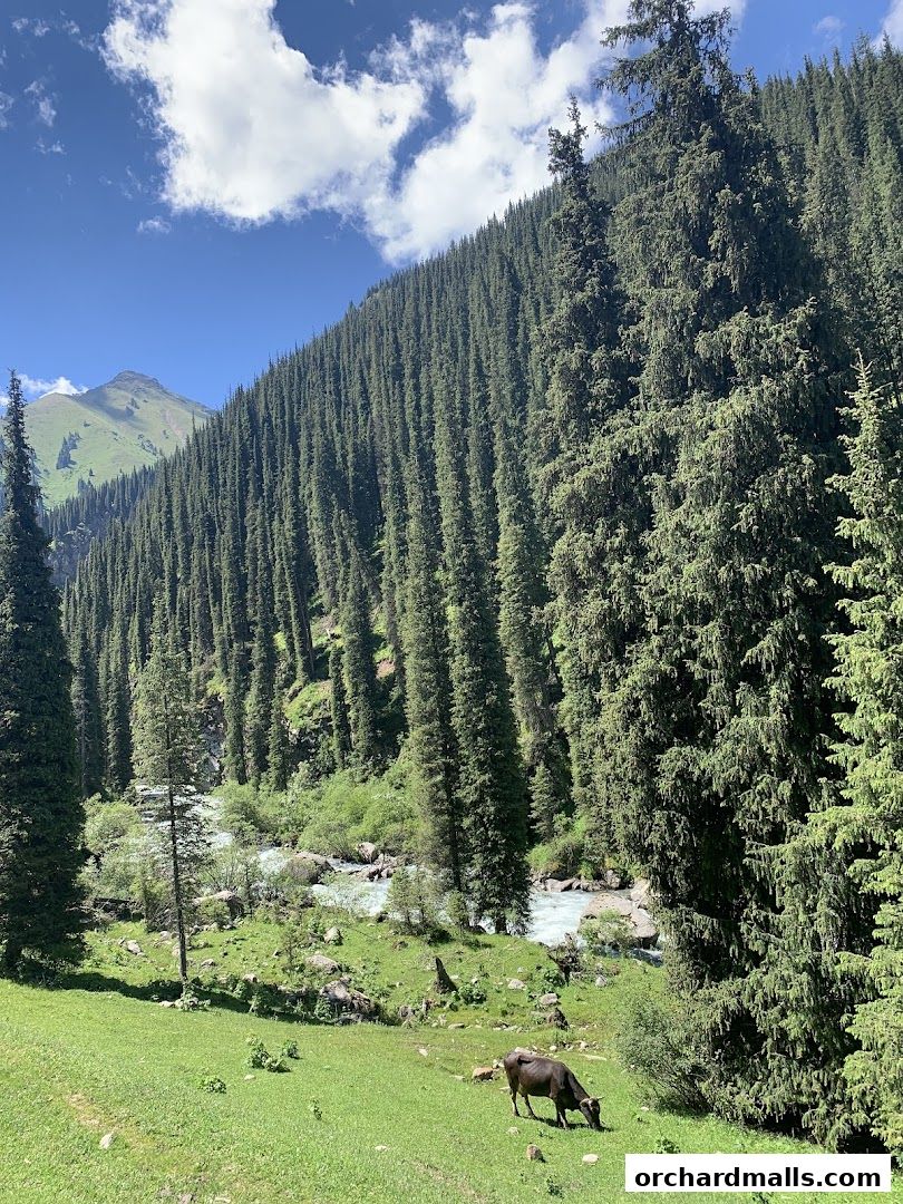 A cow grazes in a lush green meadow with a river and pine forest in the background.