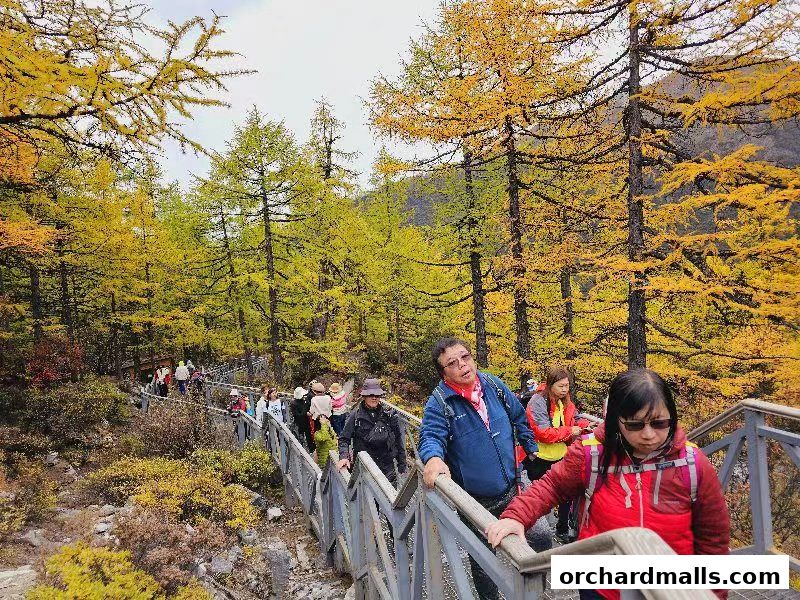 Tourists walk on a wooden path through a forest with yellow autumn foliage.