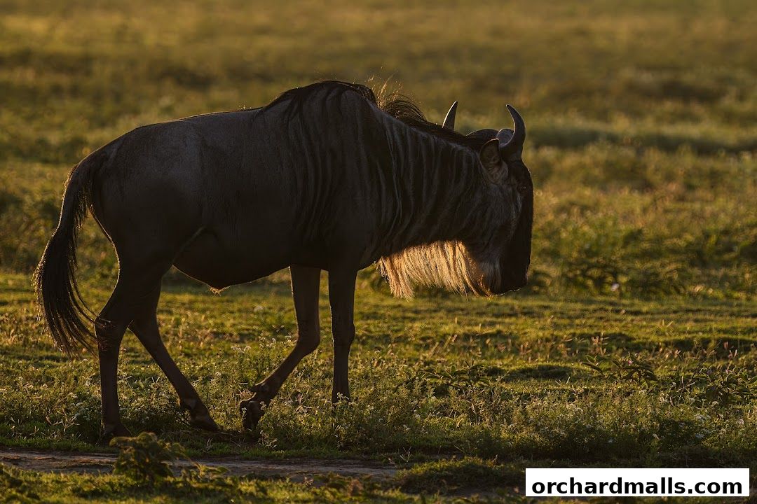 A wildebeest walks through a grassy field at sunset, illuminated by golden light.