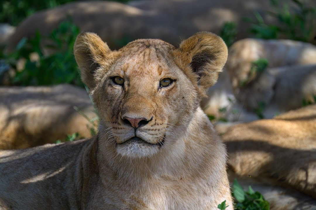 TLC Adventure Tours Pte Ltd