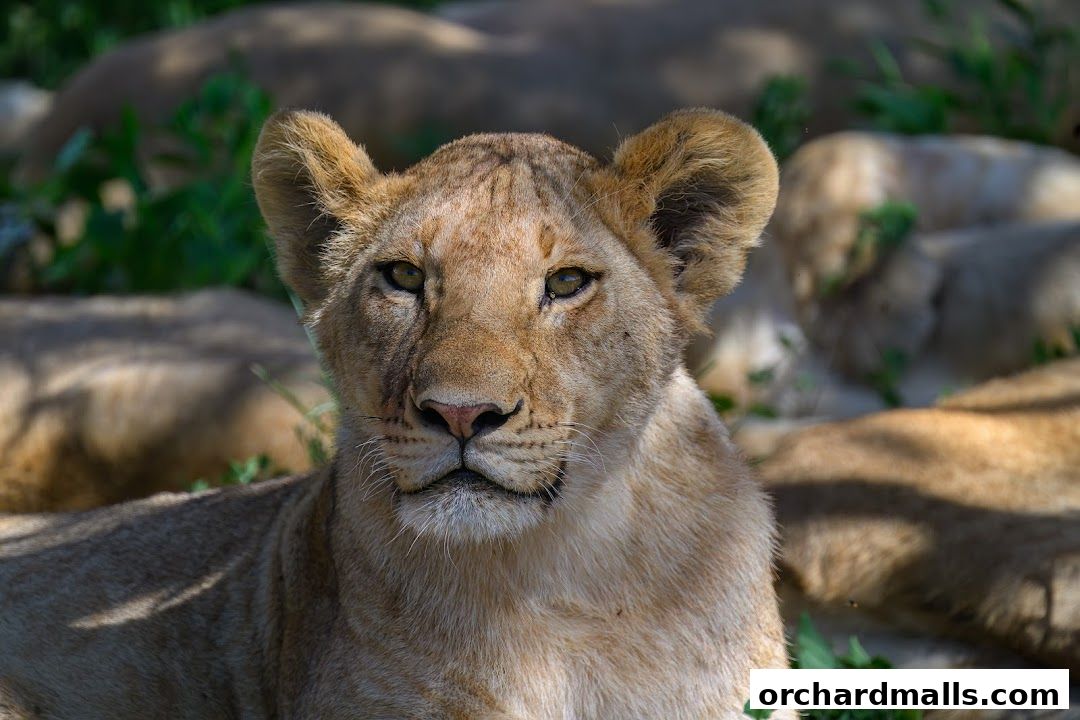 A close-up of a young lion resting with other lions in the background.
