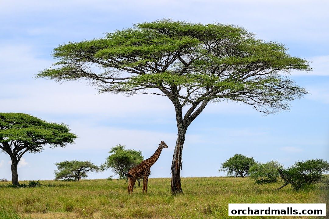A giraffe stands under a large acacia tree in a grassy savanna landscape.