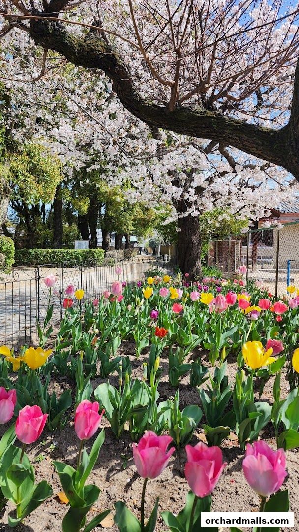 A vibrant flowerbed of tulips and cherry blossoms in full bloom.