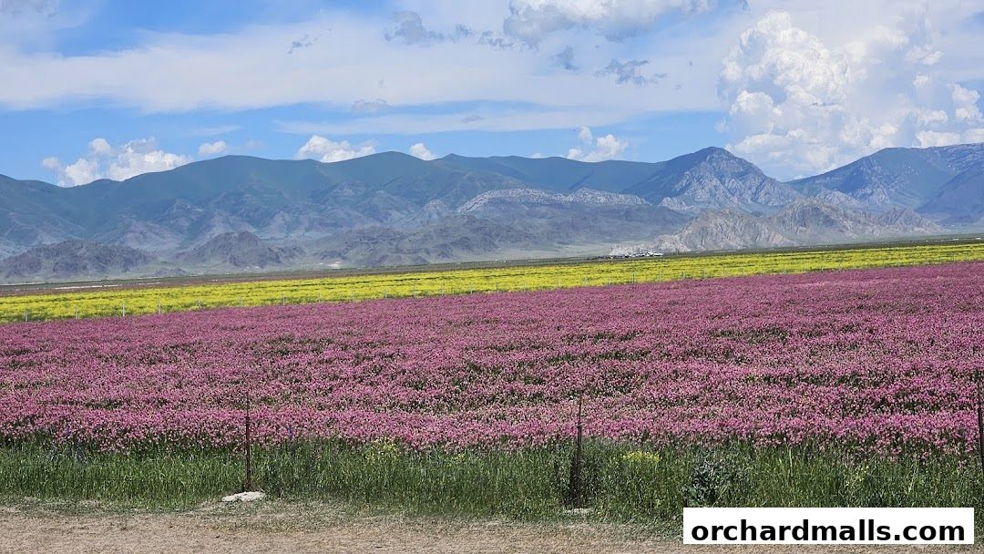 A vast field of pink and yellow flowers stretches towards majestic mountains under a blue sky.