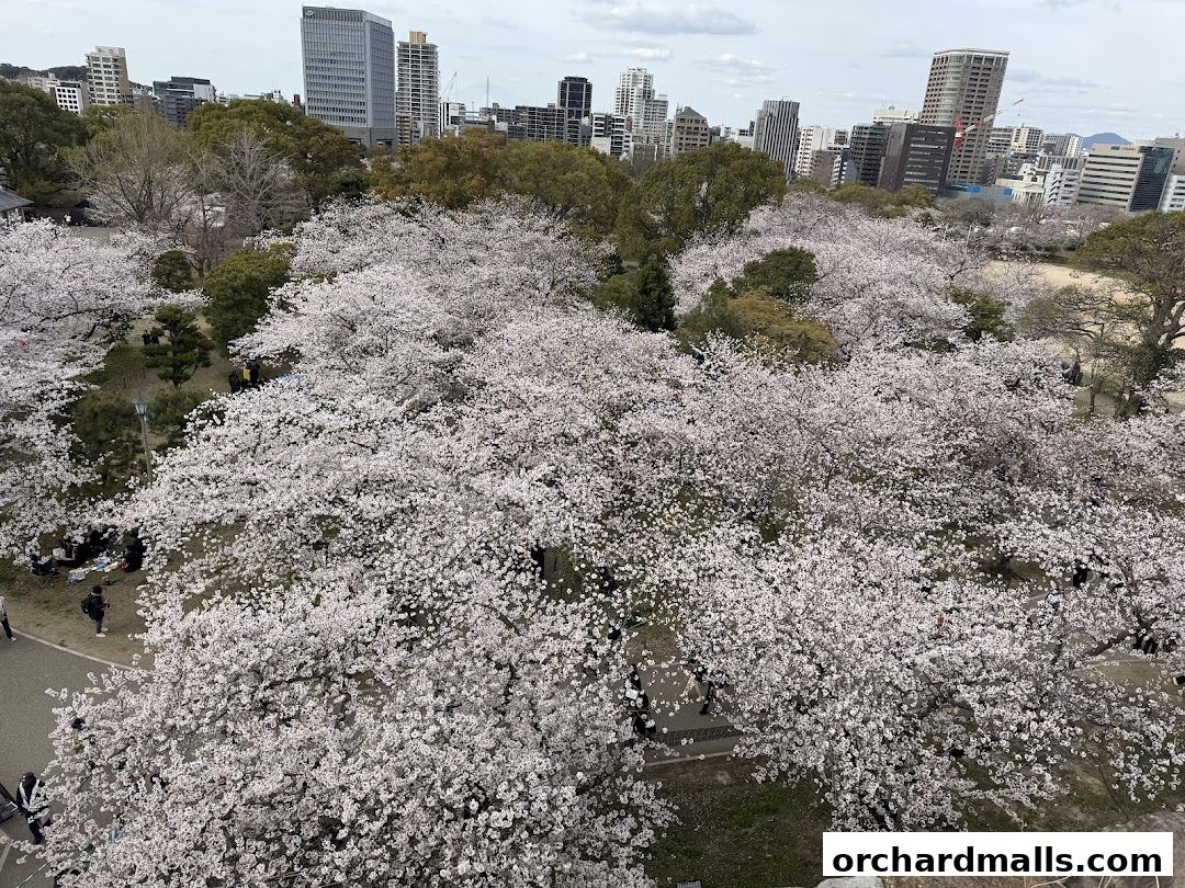 A park filled with blooming cherry blossom trees and a city skyline in the background.