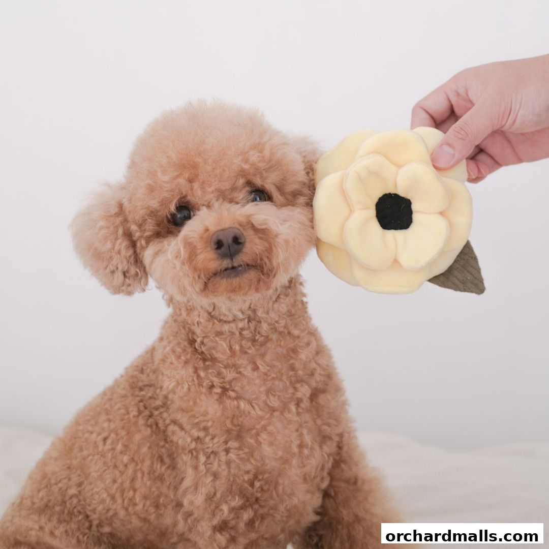 A cute poodle dog is posing with a yellow flower toy held by a hand.