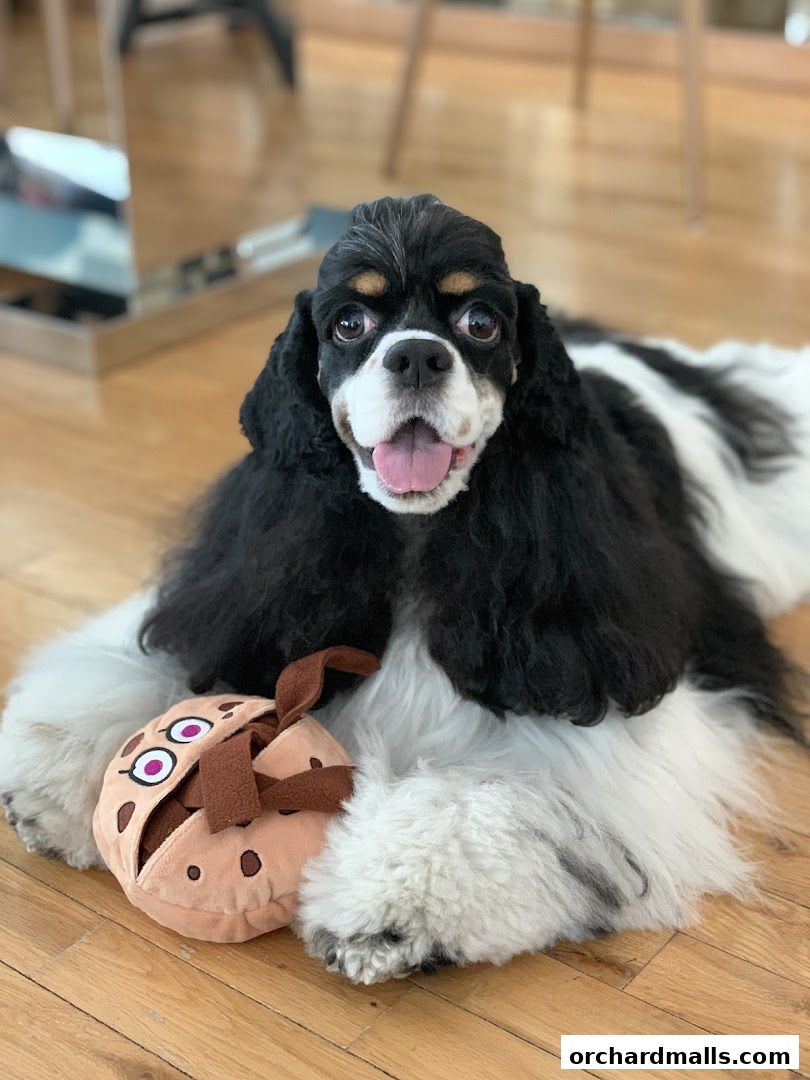 A happy dog with a toy lies on a wooden floor.