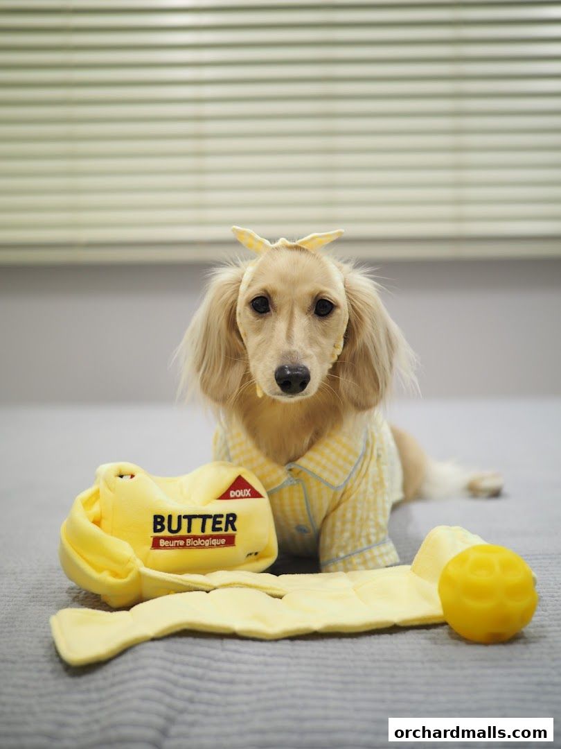 A dachshund dog wearing a yellow plaid shirt and headband sits with toys.