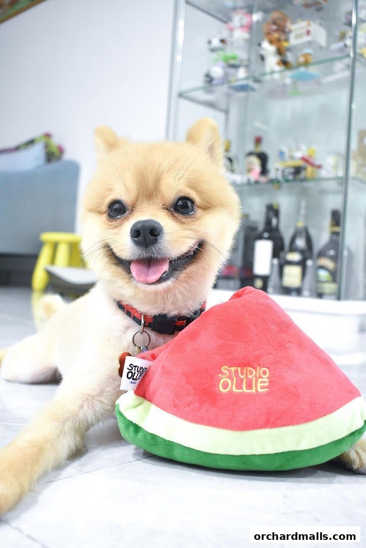 A happy Pomeranian dog lies next to a watermelon-shaped plush toy.