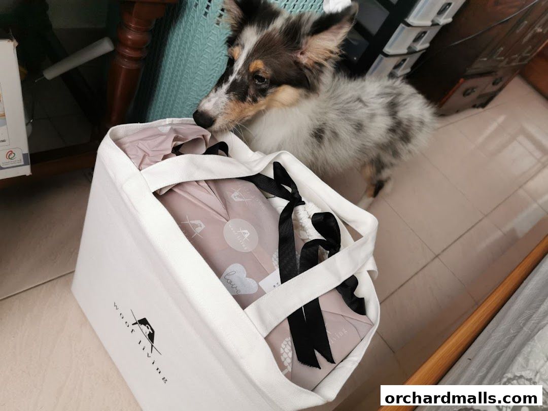 A dog sniffs a tote bag with Woof Living branding and items inside.
