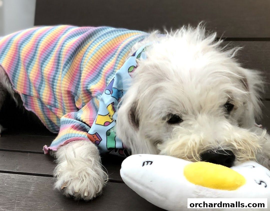 A fluffy white dog wearing a colorful striped shirt rests its head on a plush toy.