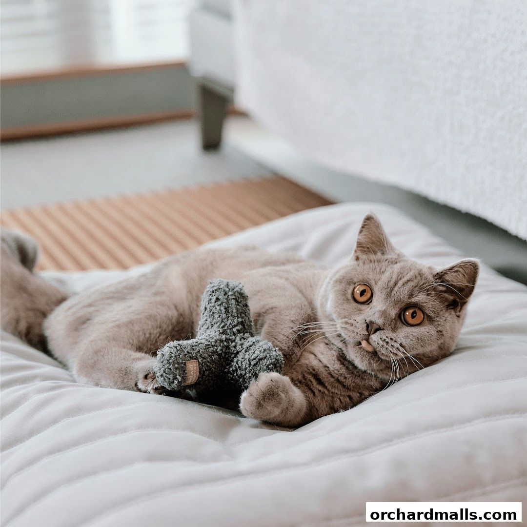 A fluffy grey cat lies on a white cushion with a grey toy.