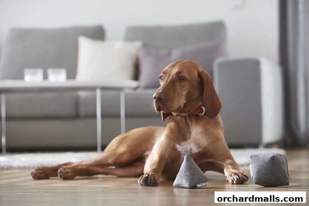 A brown dog lies on the floor with toys in front of a sofa.