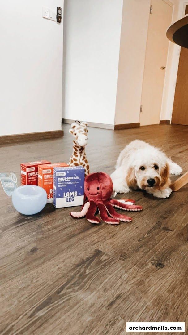 A cute dog lies on a wooden floor surrounded by dog toys and food.