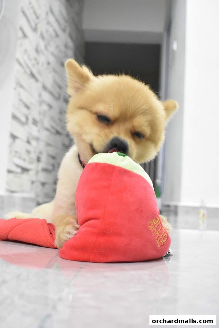 A fluffy dog plays with a red chili pepper plush toy.