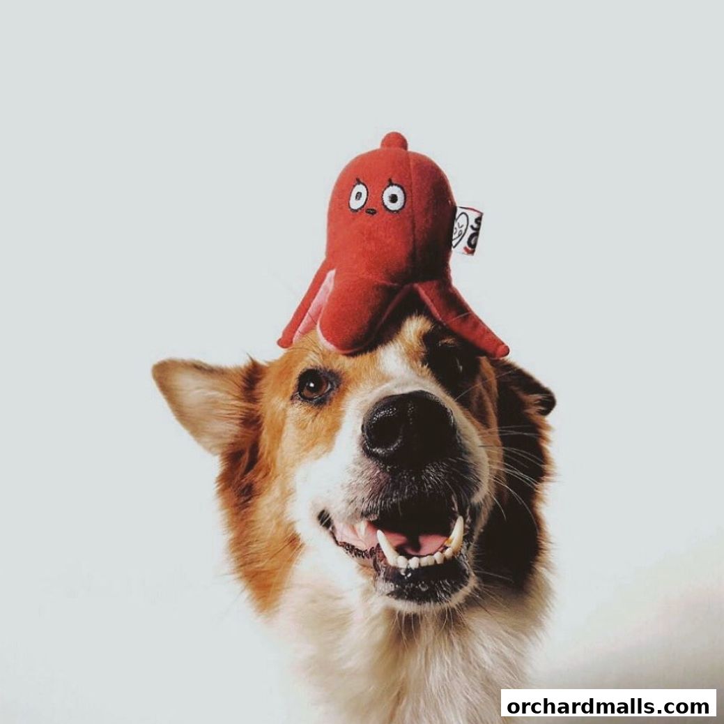A happy dog with a red octopus toy on its head against a white background.